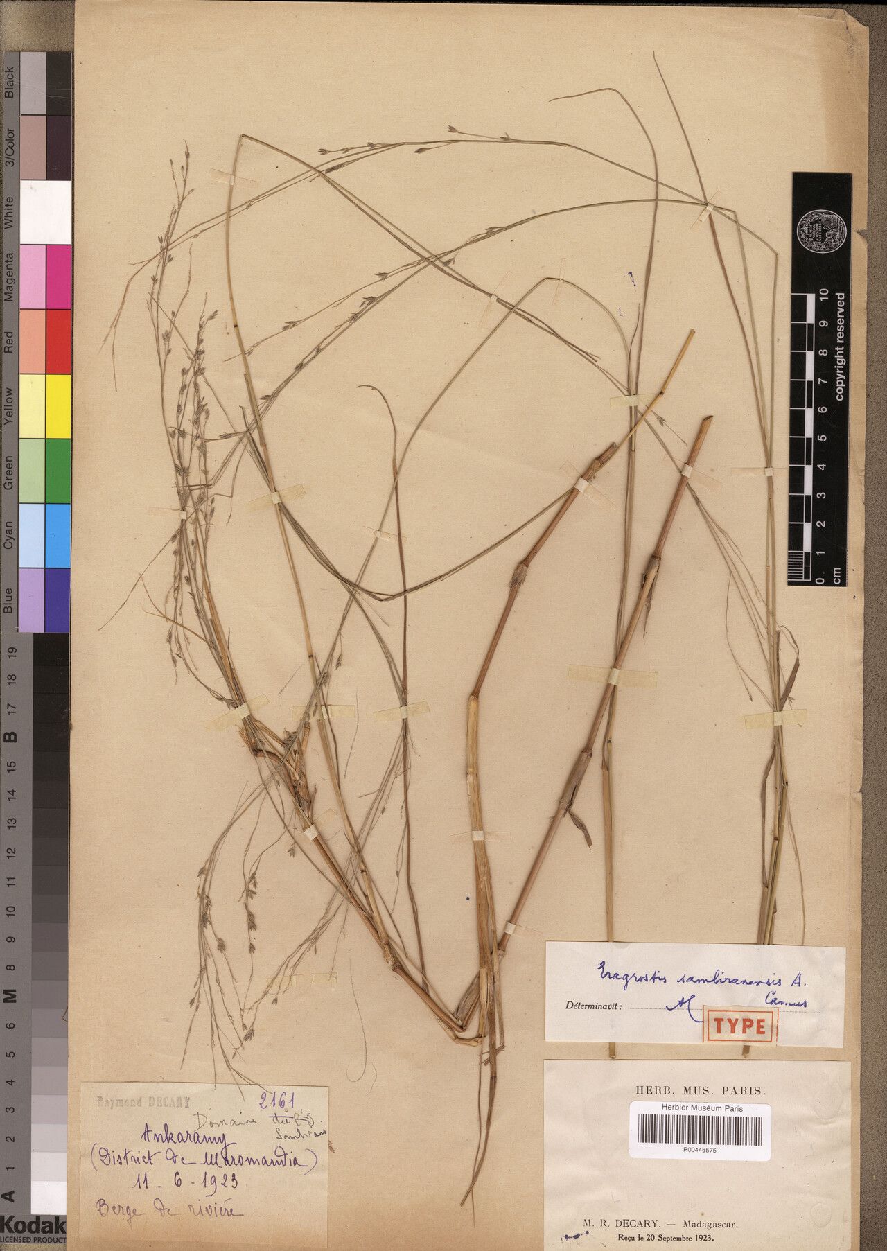 Eragrostis sambiranensis — search result for 'Eragrostis'