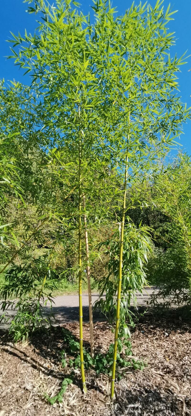 Phyllostachys dulcis habit