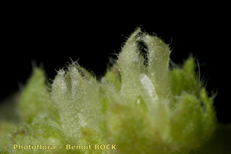 Parietaria mauritanica — houseplant care guide