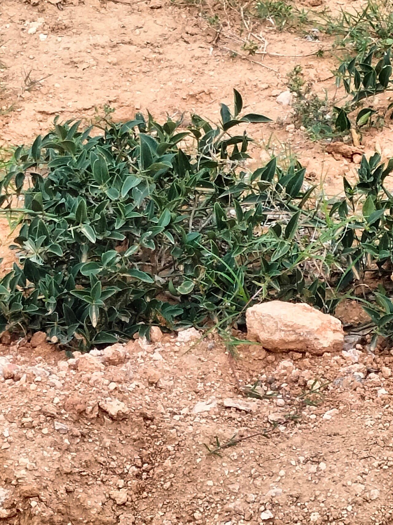 Azima tetracantha habit