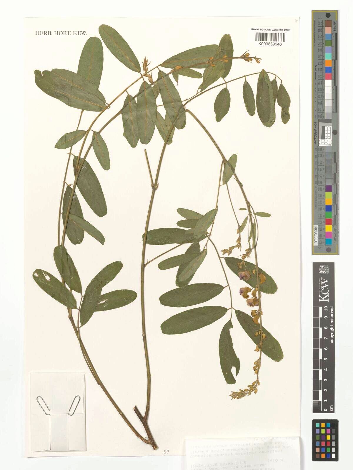 Tephrosia kasikiensis — search result for 'Tephrosia'