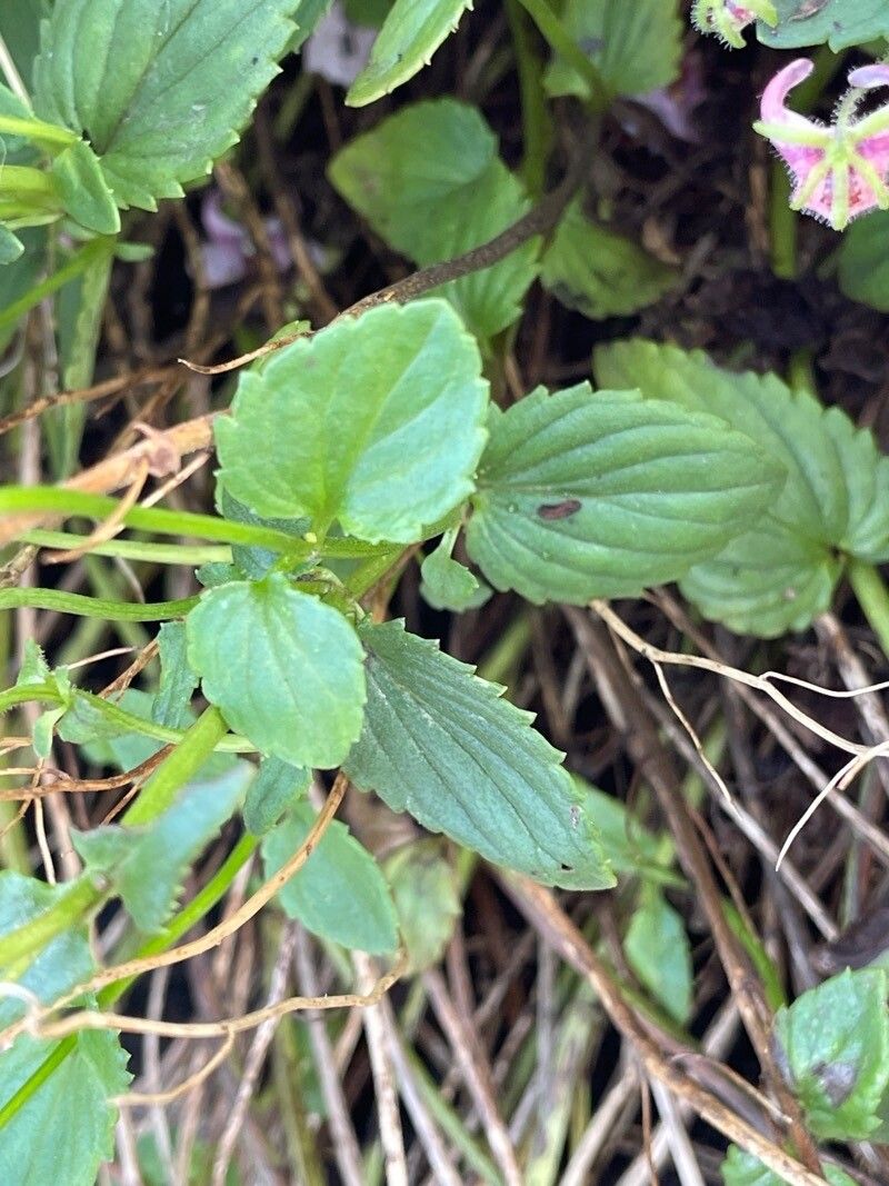 Diascia vigilis — related species from the same genus