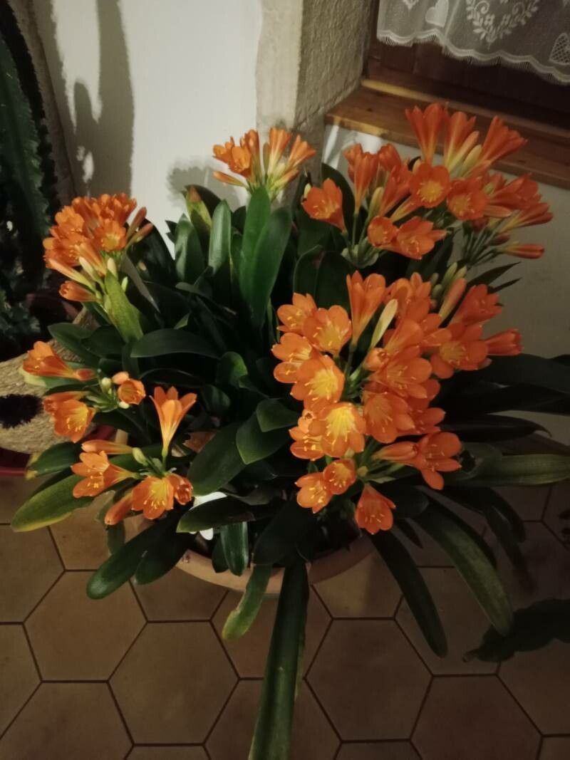 Clivia × cyrtanthiflora flower