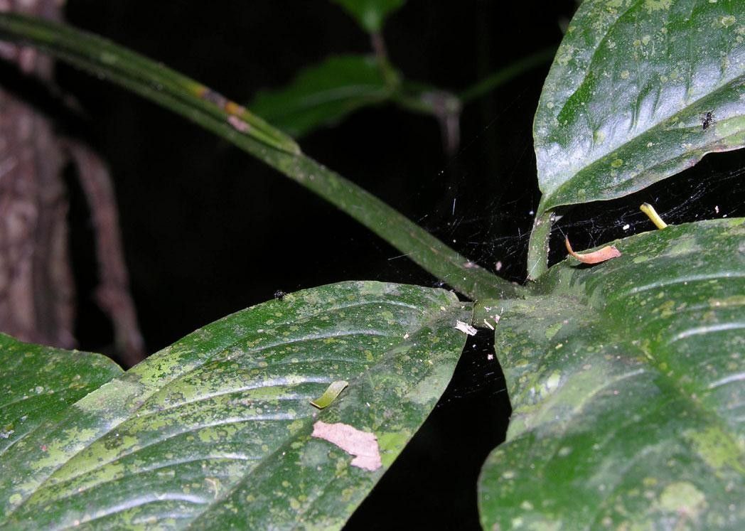 Syngonium triphyllum other