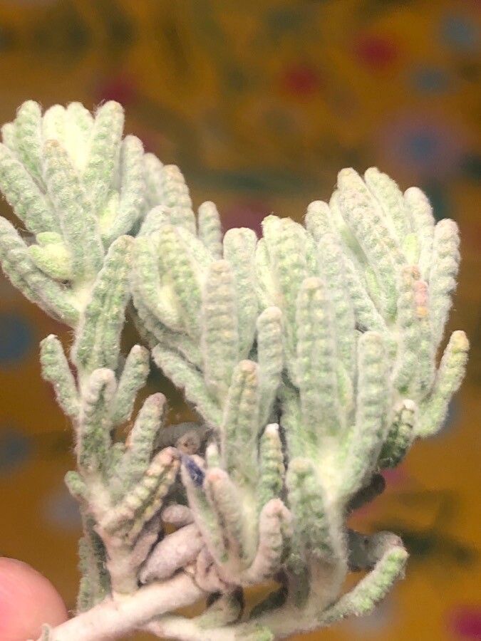 Teucrium gnaphalodes leaf