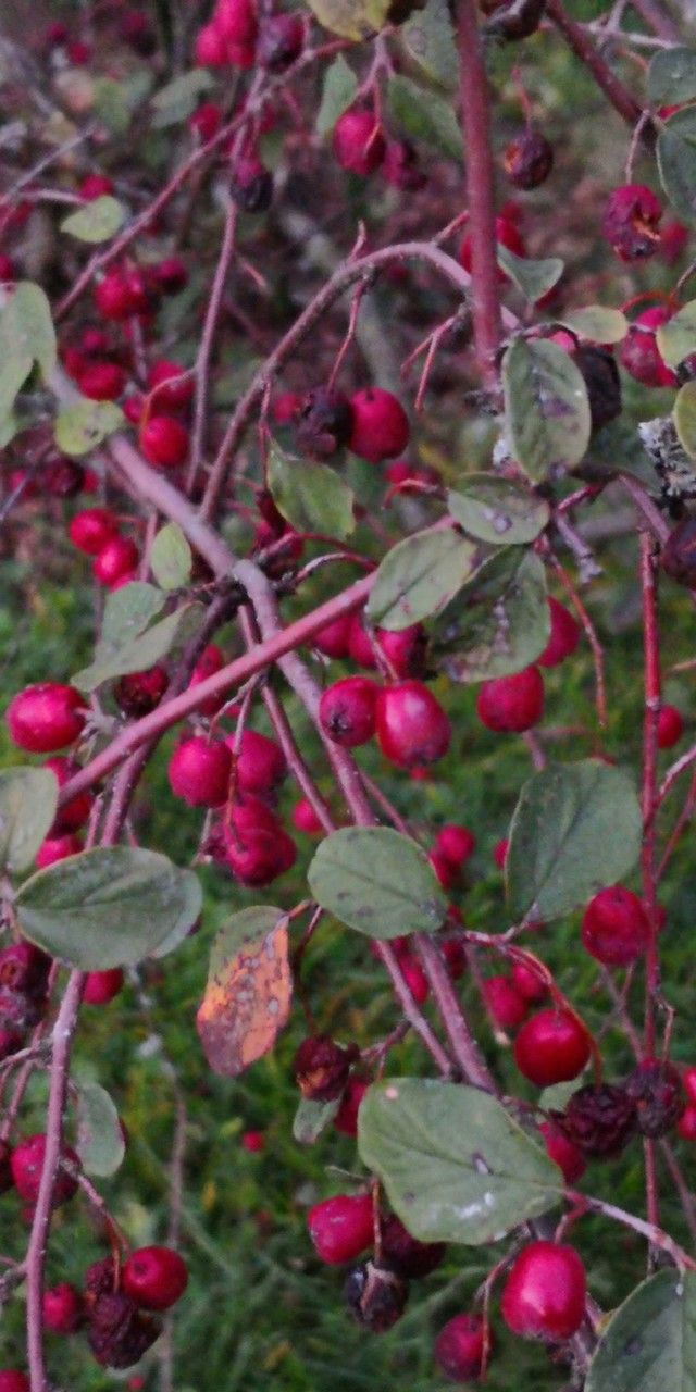 Cotoneaster zabelii fruit