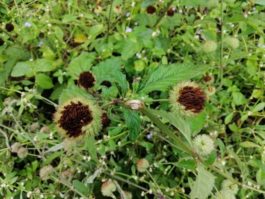 Hyptis brevipes flower