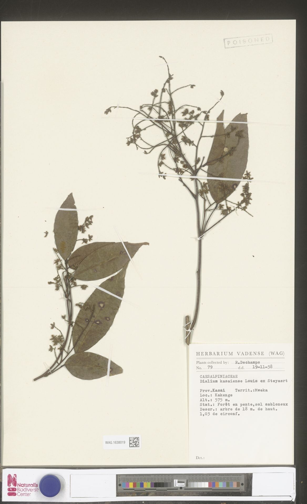 Dialium kasaiense — search result for 'Dialium'