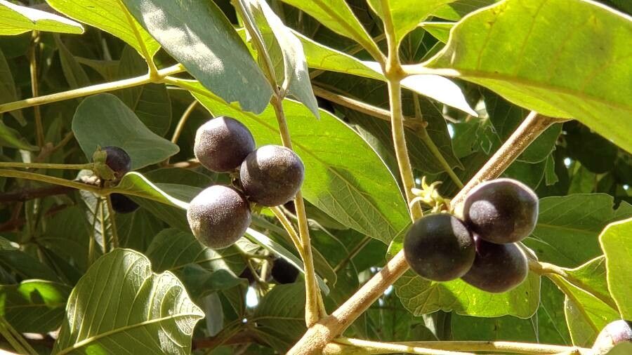Vitex polygama fruit