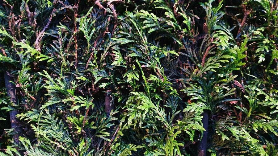 Fokienia hodginsii — search result for 'Laos'