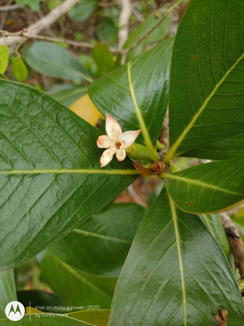 Casasia clusiifolia — search result for 'Clusia'