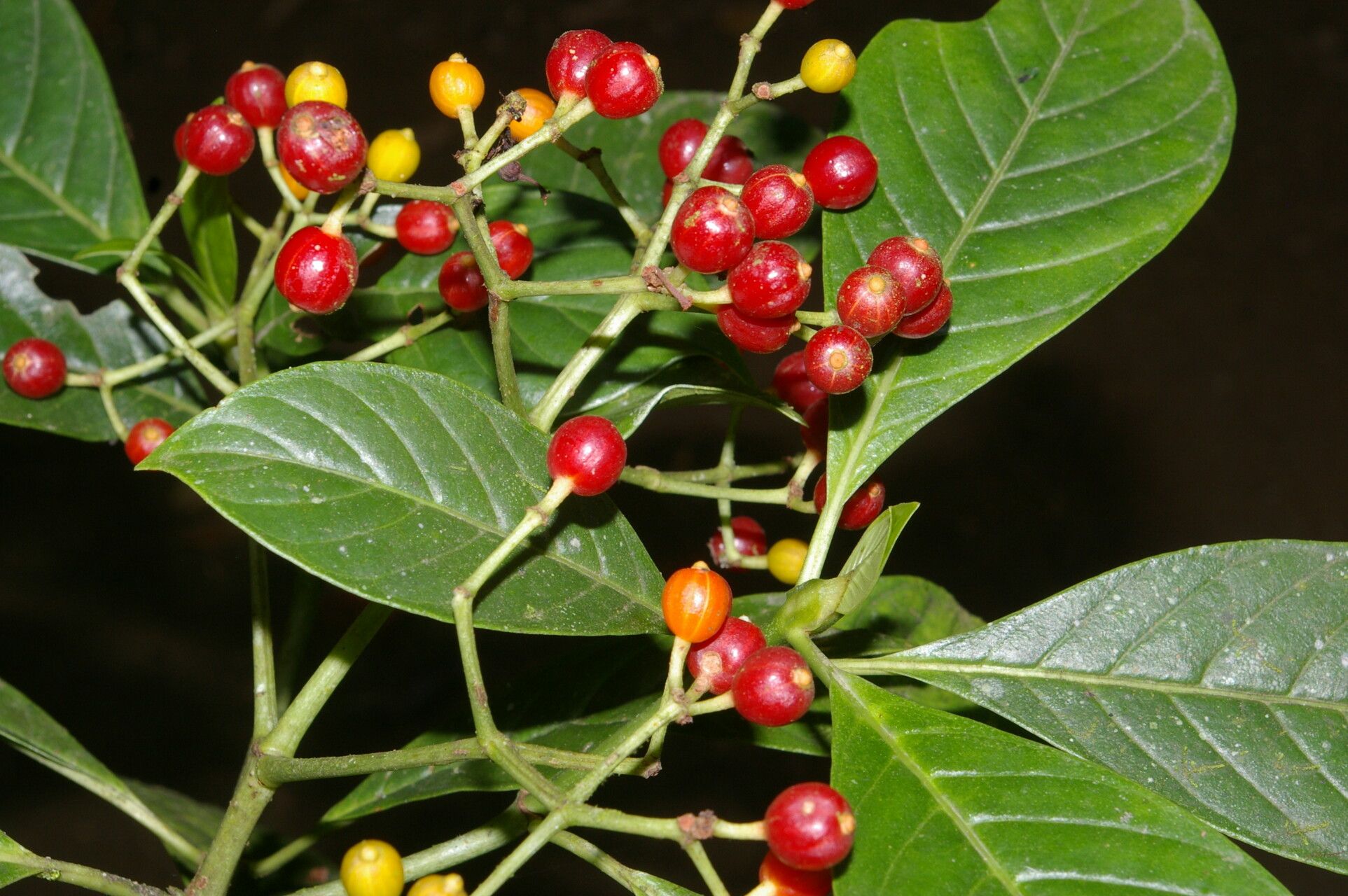 Psychotria sylvivaga fruit