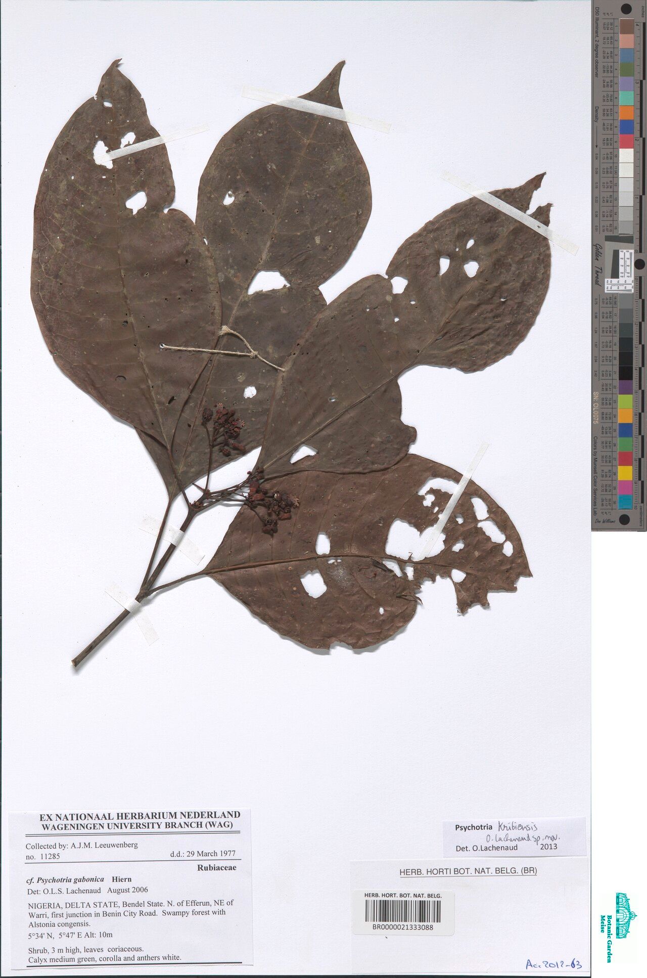 Psychotria kribiensis — houseplant care guide