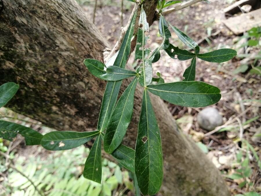 Crescentia alata — search result for 'Panama'