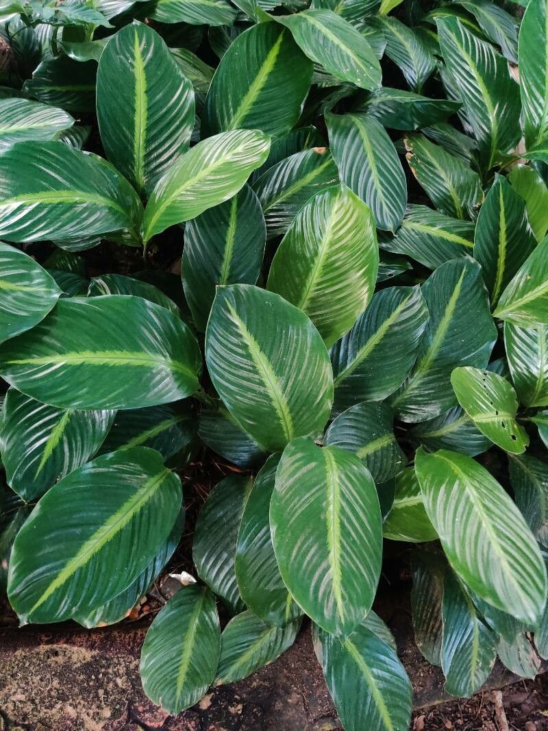 Calathea brasiliensis leaf