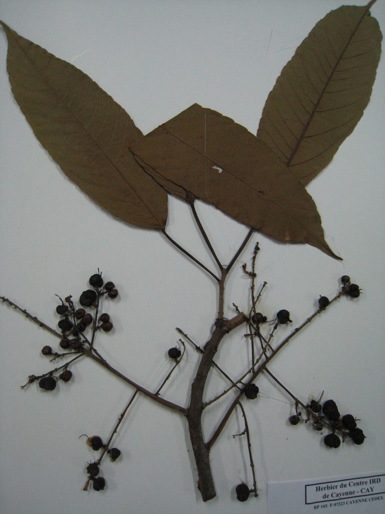 Alchornea discolor other