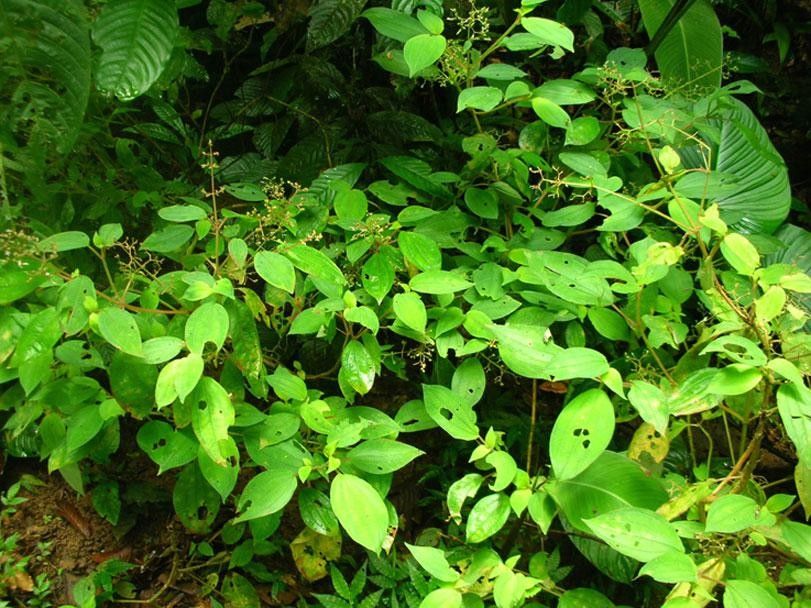 Aciotis indecora habit