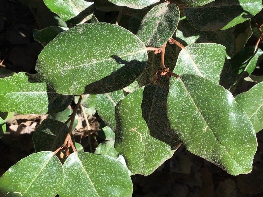 Elaeagnus x ebbingei