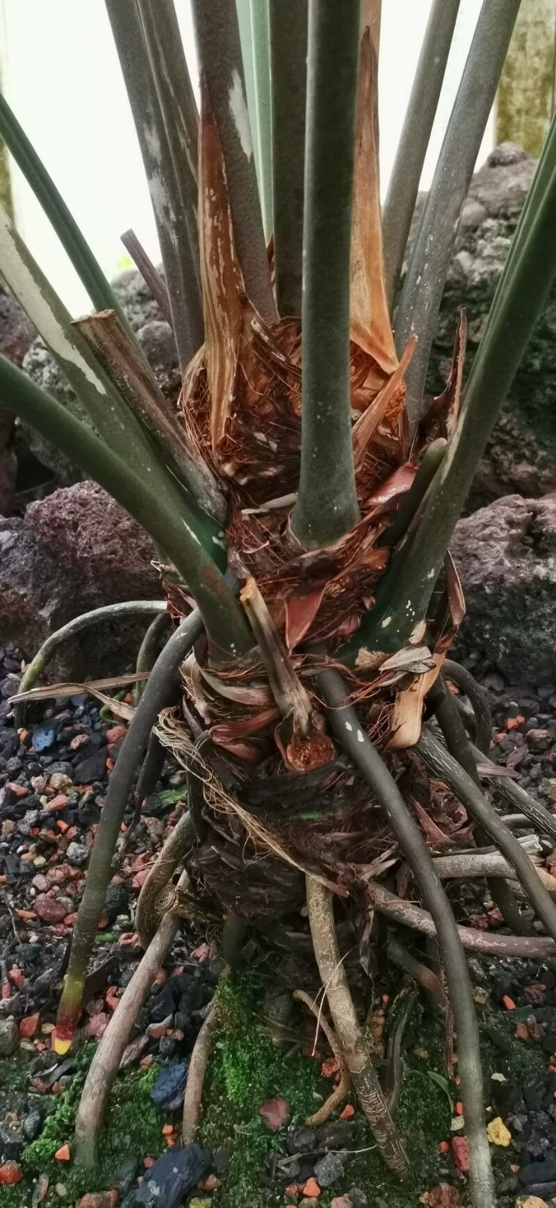 Anthurium sagittatum bark