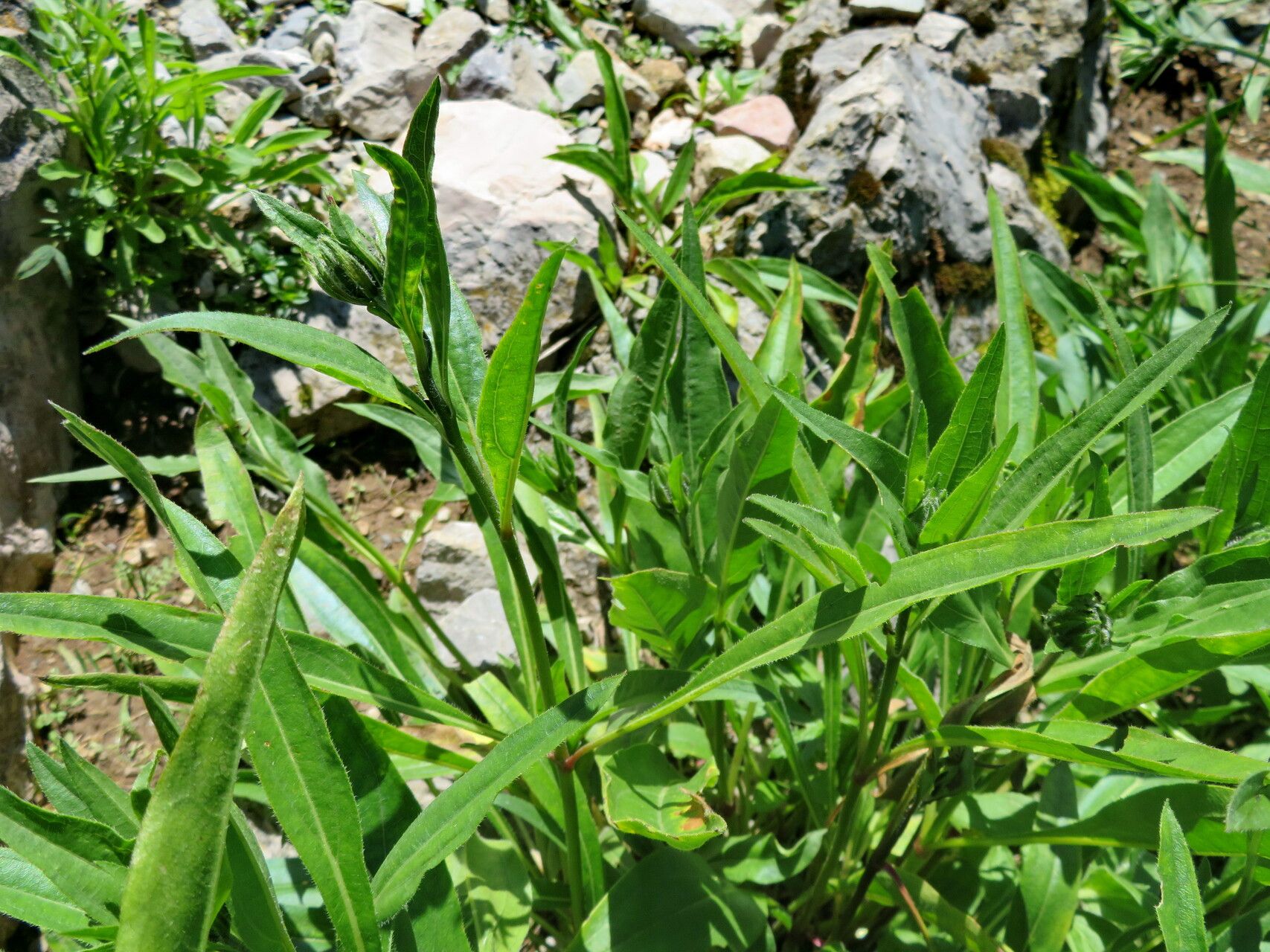 Helianthella quinquenervis habit