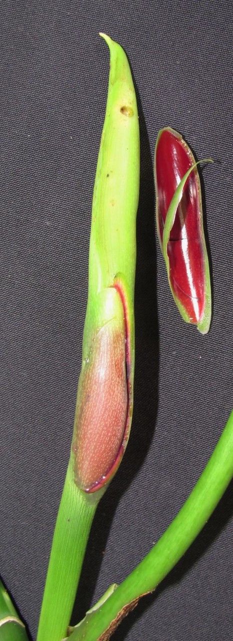 Philodendron deltoideum — houseplant care guide