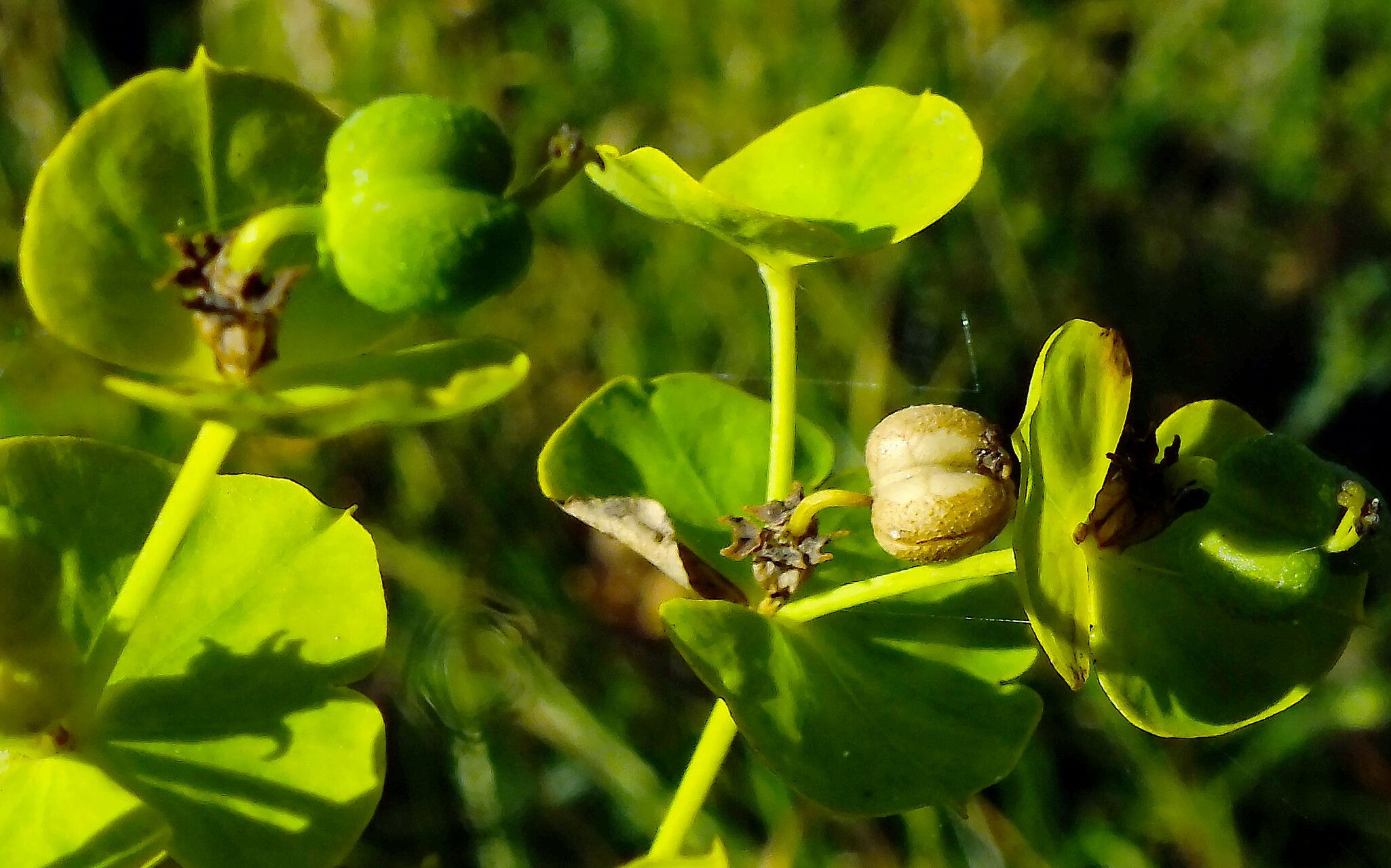 Euphorbia lucida fruit