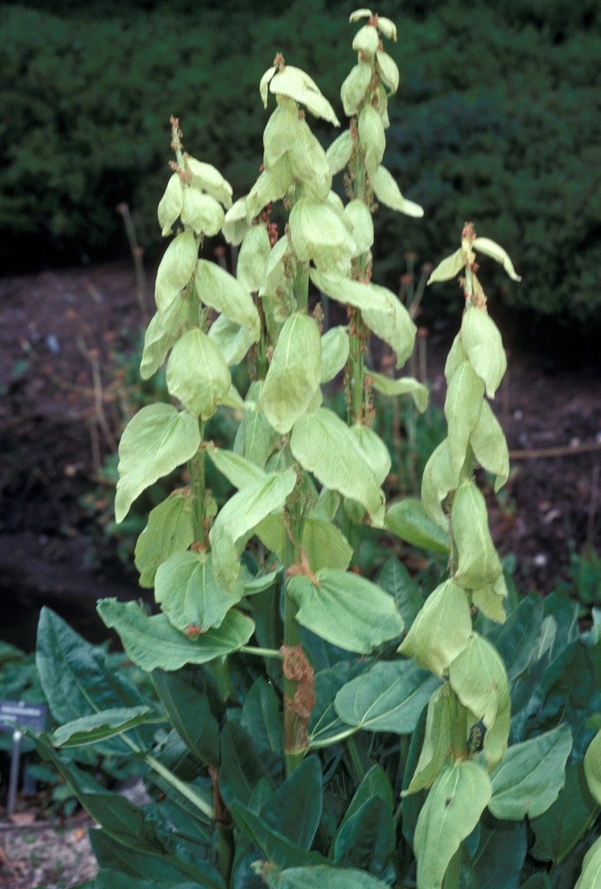 Rheum alexandrae bark