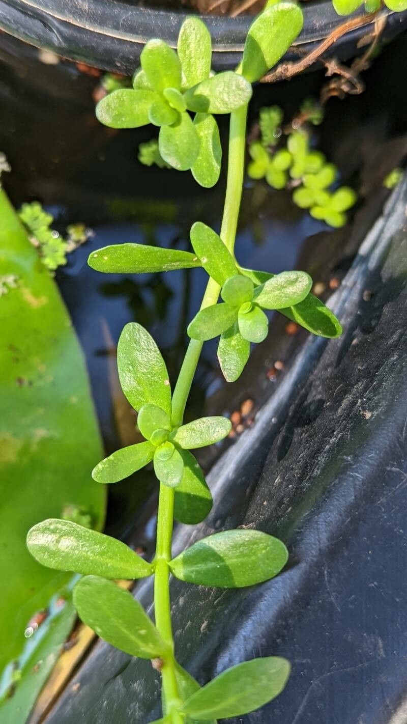 Bacopa monnieri leaf