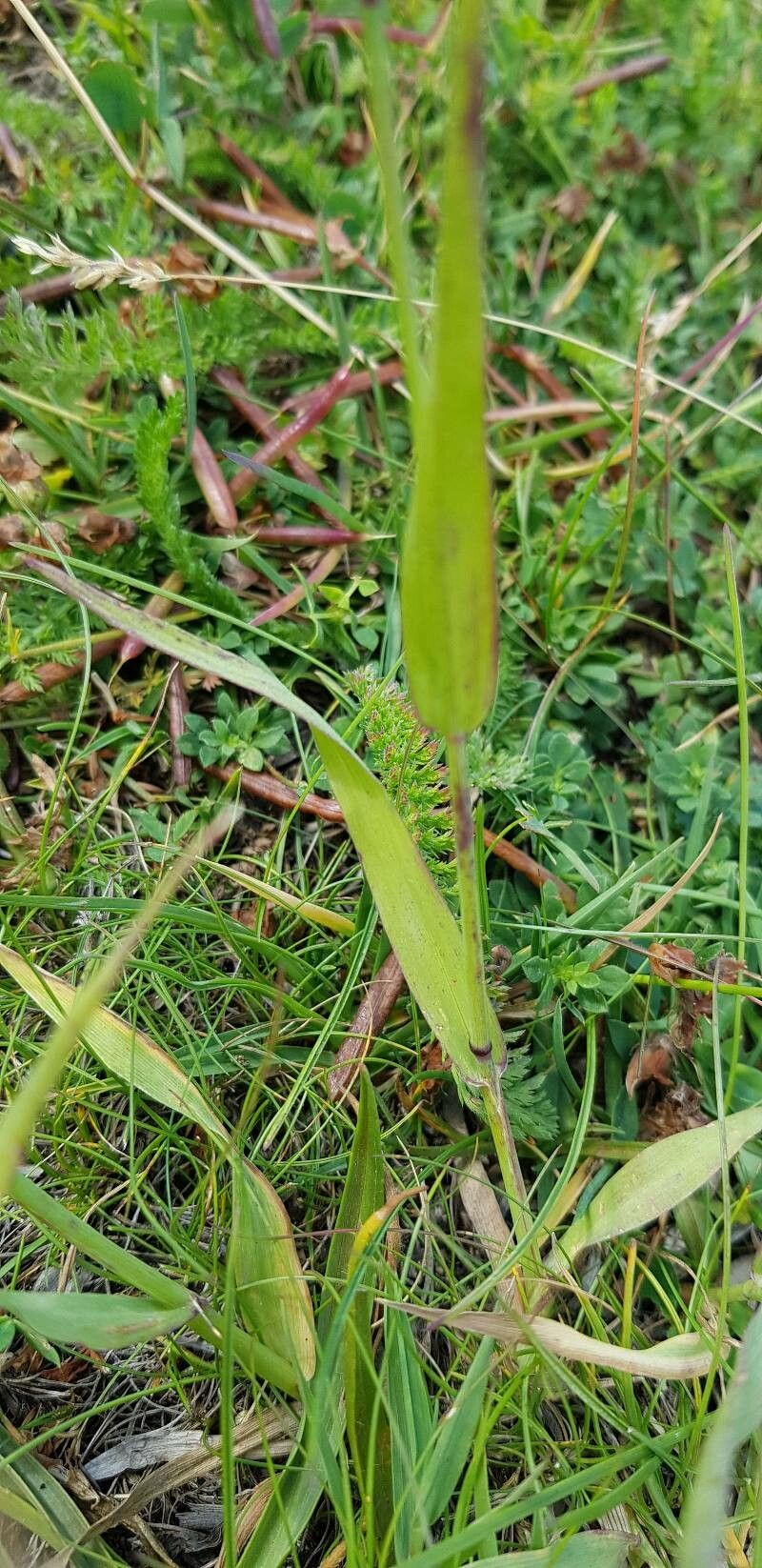 Phleum alpinum leaf