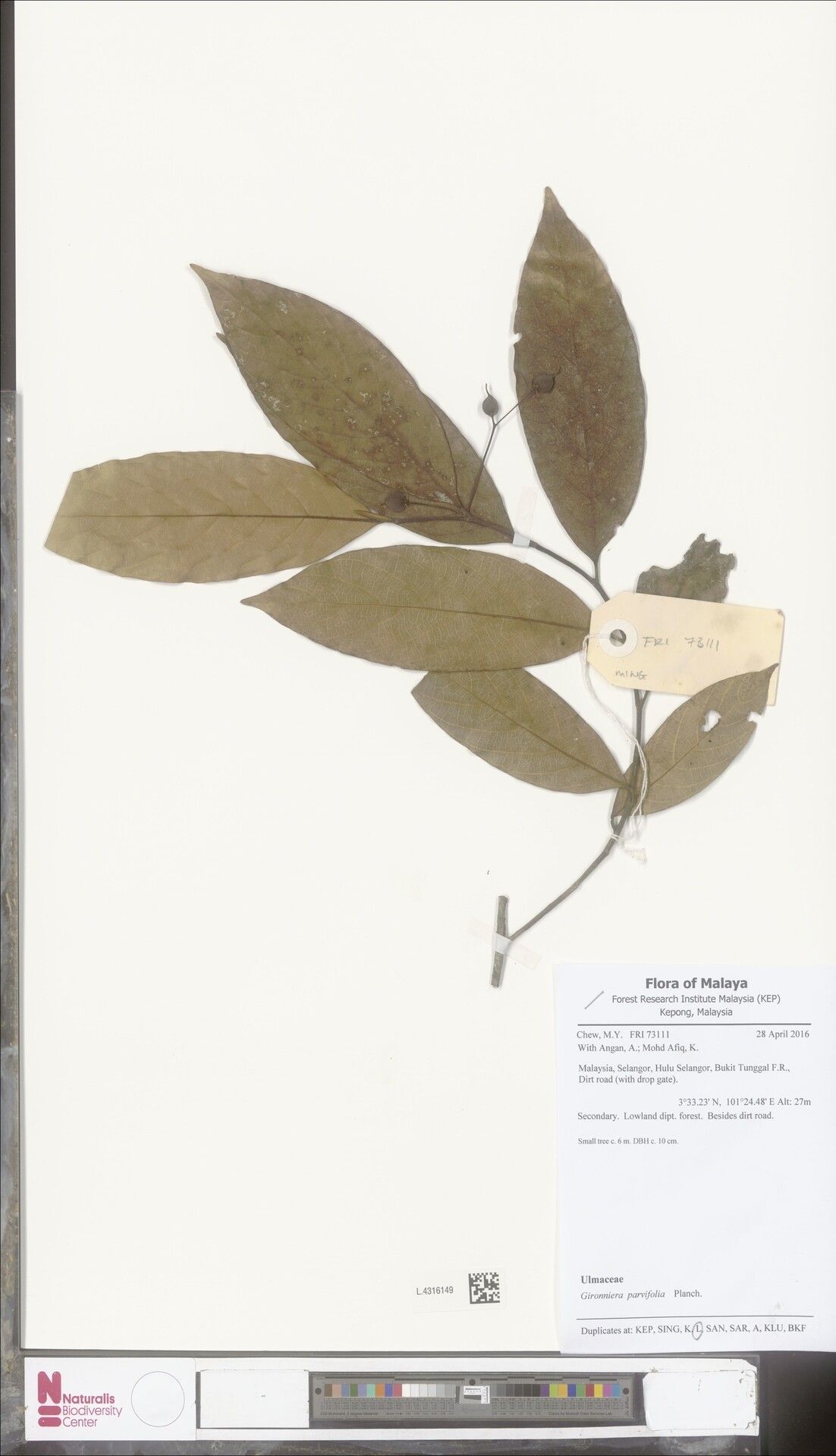 Gironniera parvifolia — related species from the same genus