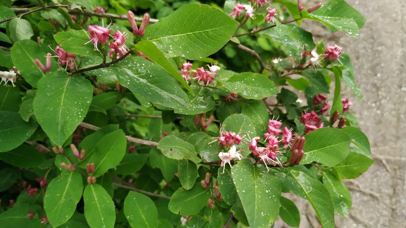 Lonicera caucasica flower