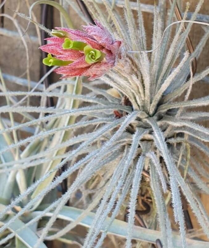 Tillandsia plumosa — houseplant care guide