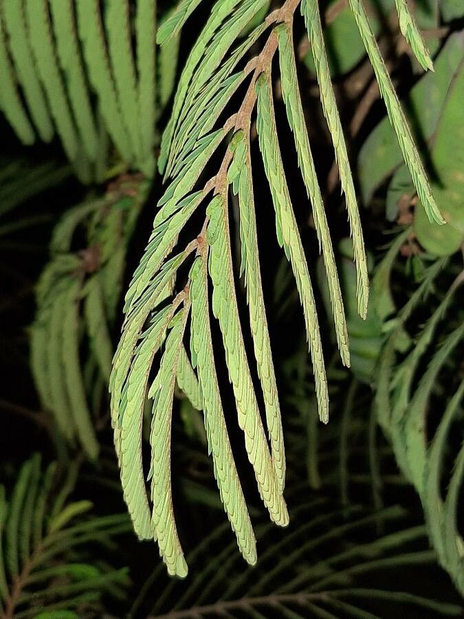 Balizia elegans leaf