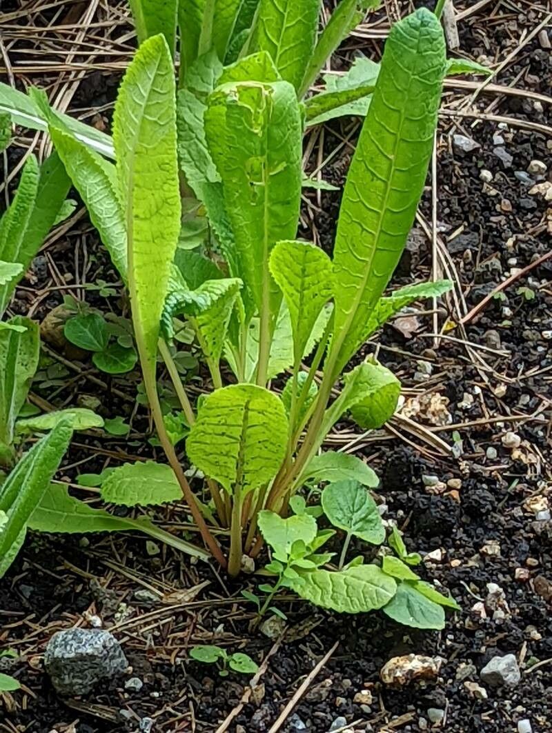 Primula sikkimensis — search result for 'Primula'