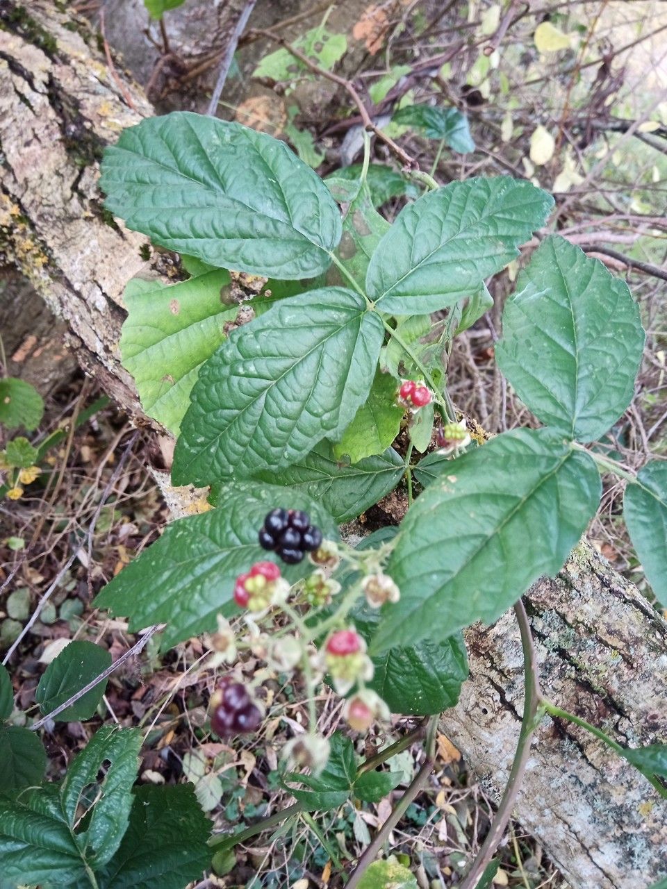 Rubus x uncinellus leaf