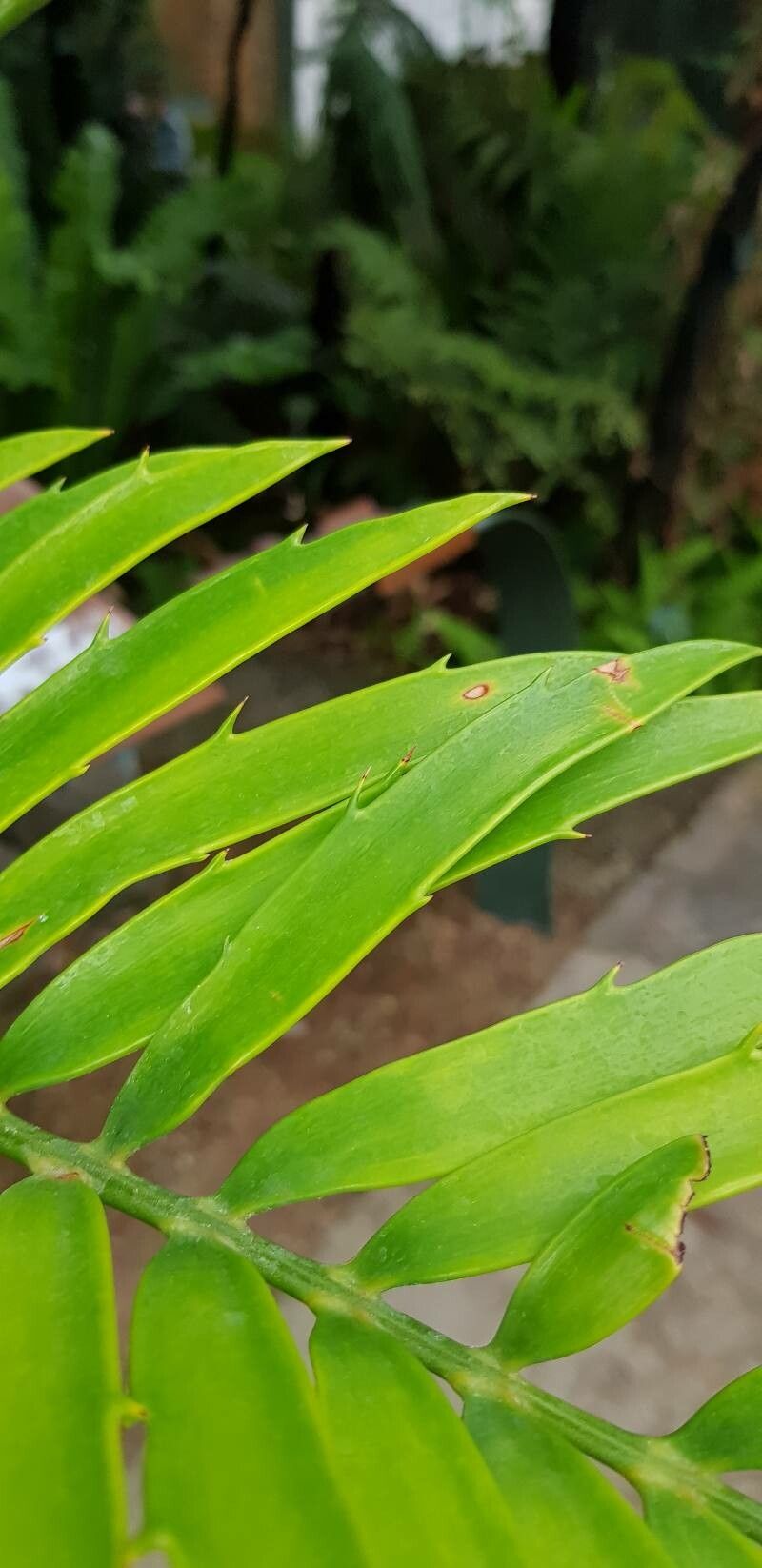 Encephalartos natalensis — search result for 'Encephalartos'