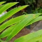 Encephalartos natalensis
