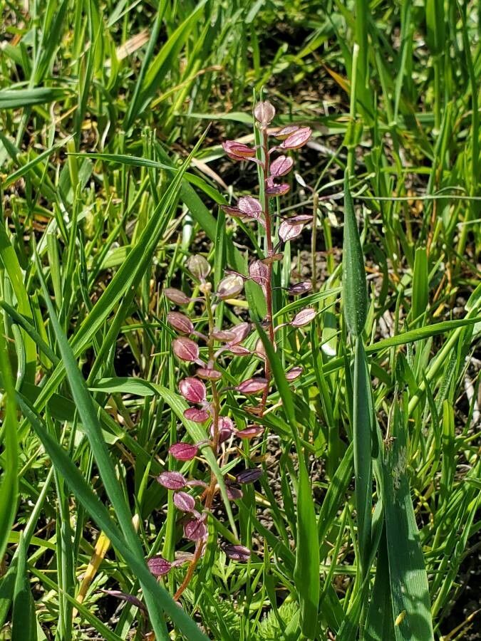 Lepidium nitidum flower