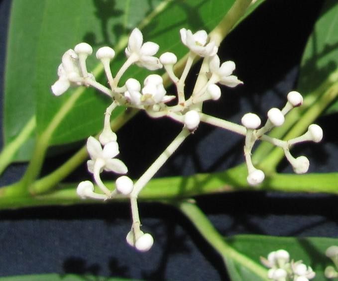 Nectandra lineata other