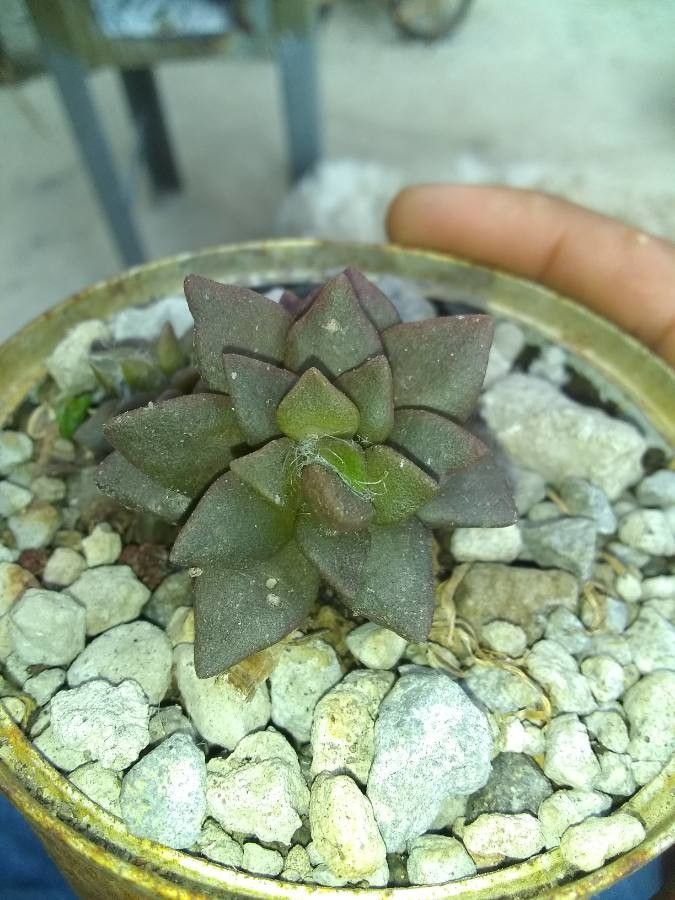 Anacampseros arachnoides fruit