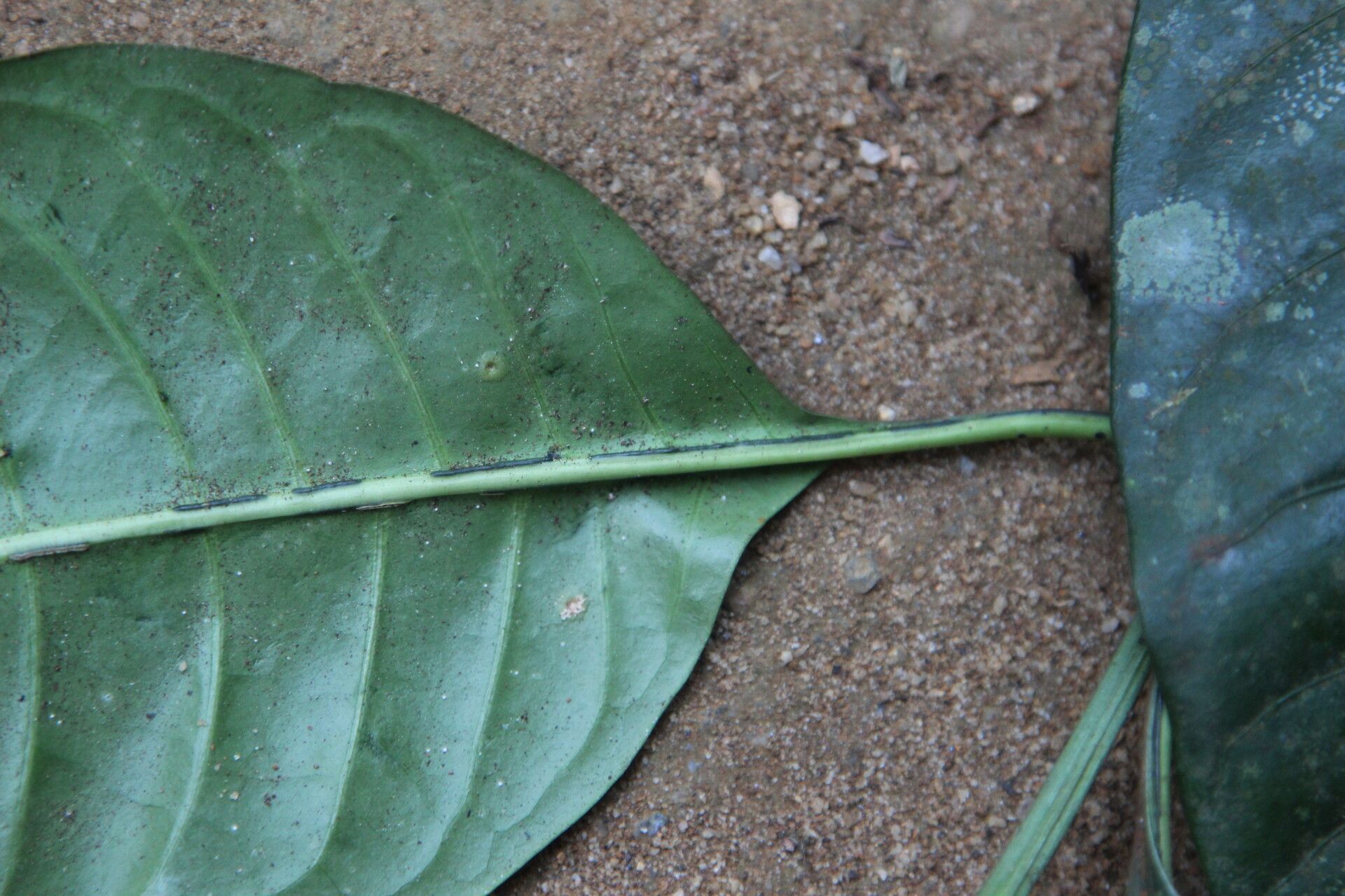 Psychotria subpunctata leaf