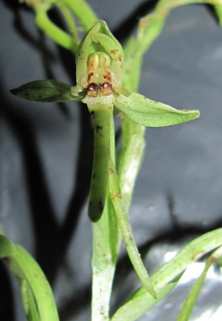 Habenaria alata bark