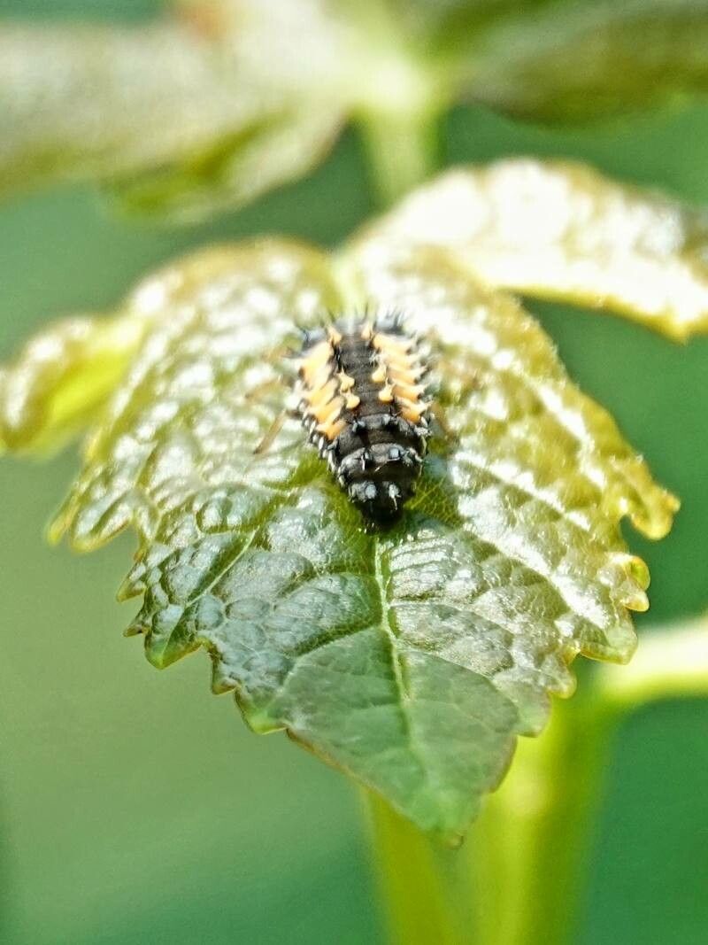 Urtica morifolia leaf