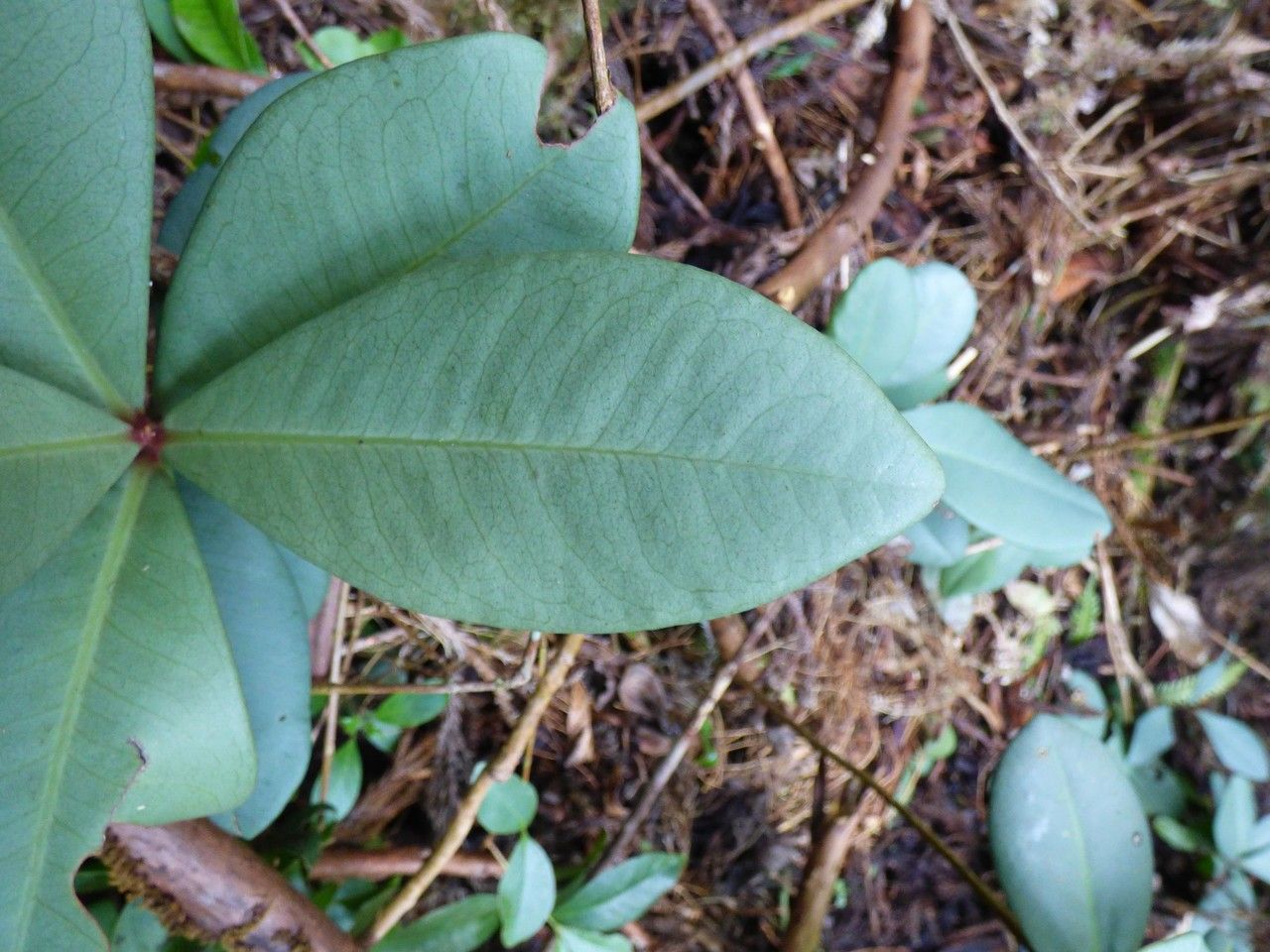 Badula decumbens leaf