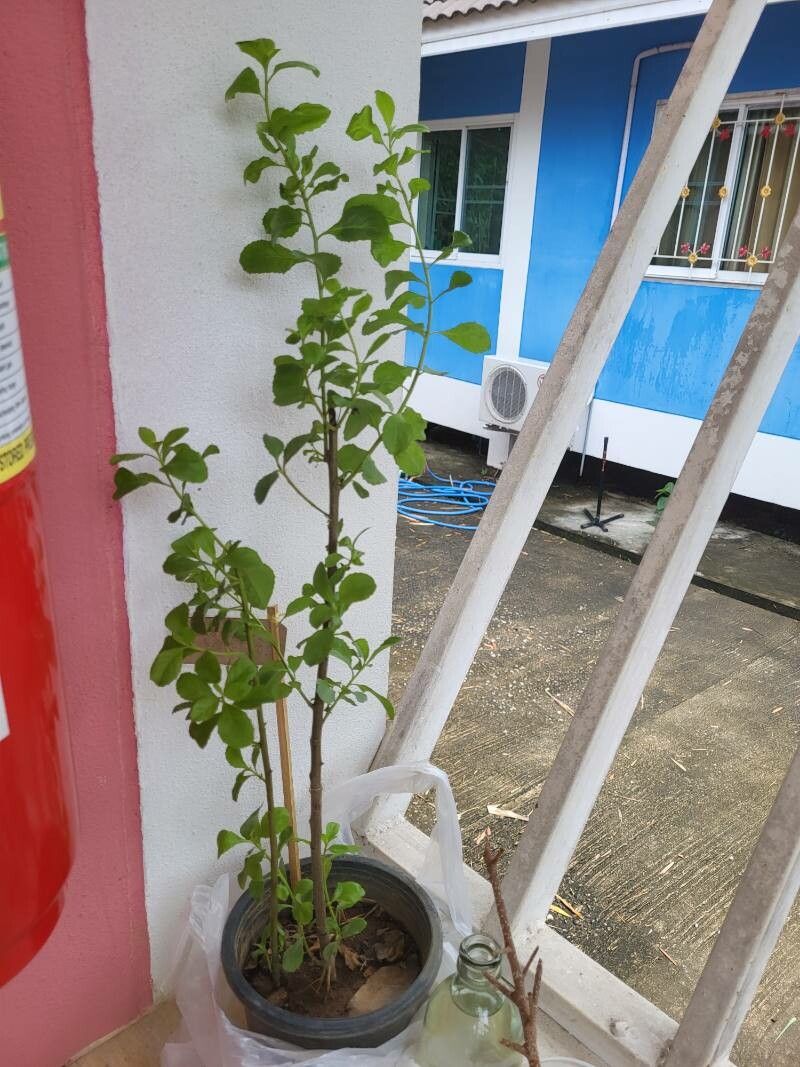 Phyllodium pulchellum habit