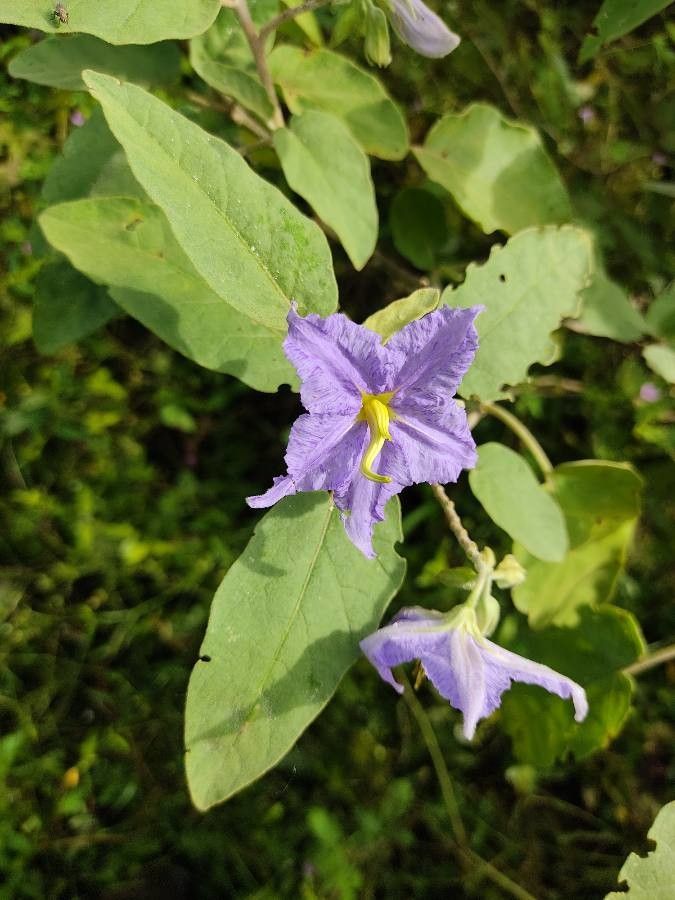 Solanum tridynamum — houseplant care guide