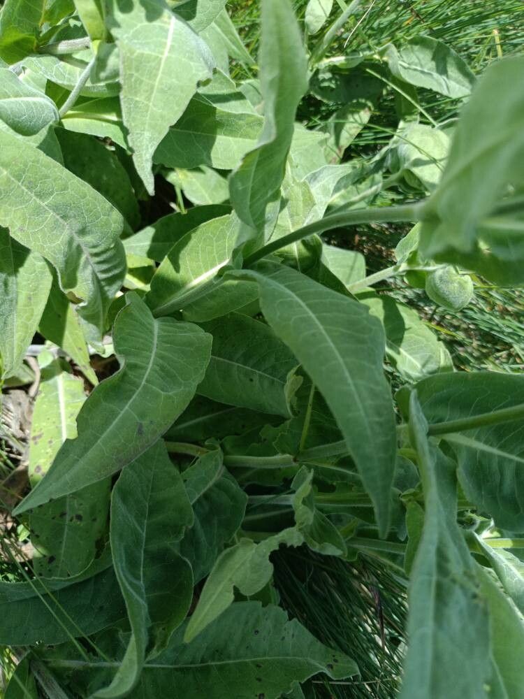 Knautia dinarica — search result for 'Knautia'