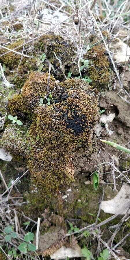 Bulbophyllum keekee — search result for 'Bulbophyllum'