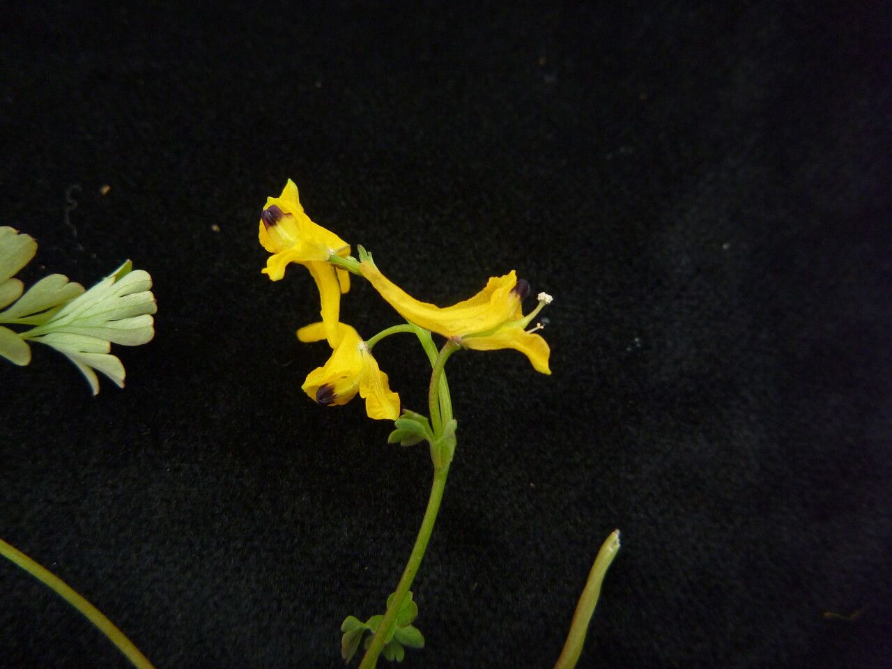 Corydalis casimiriana habit