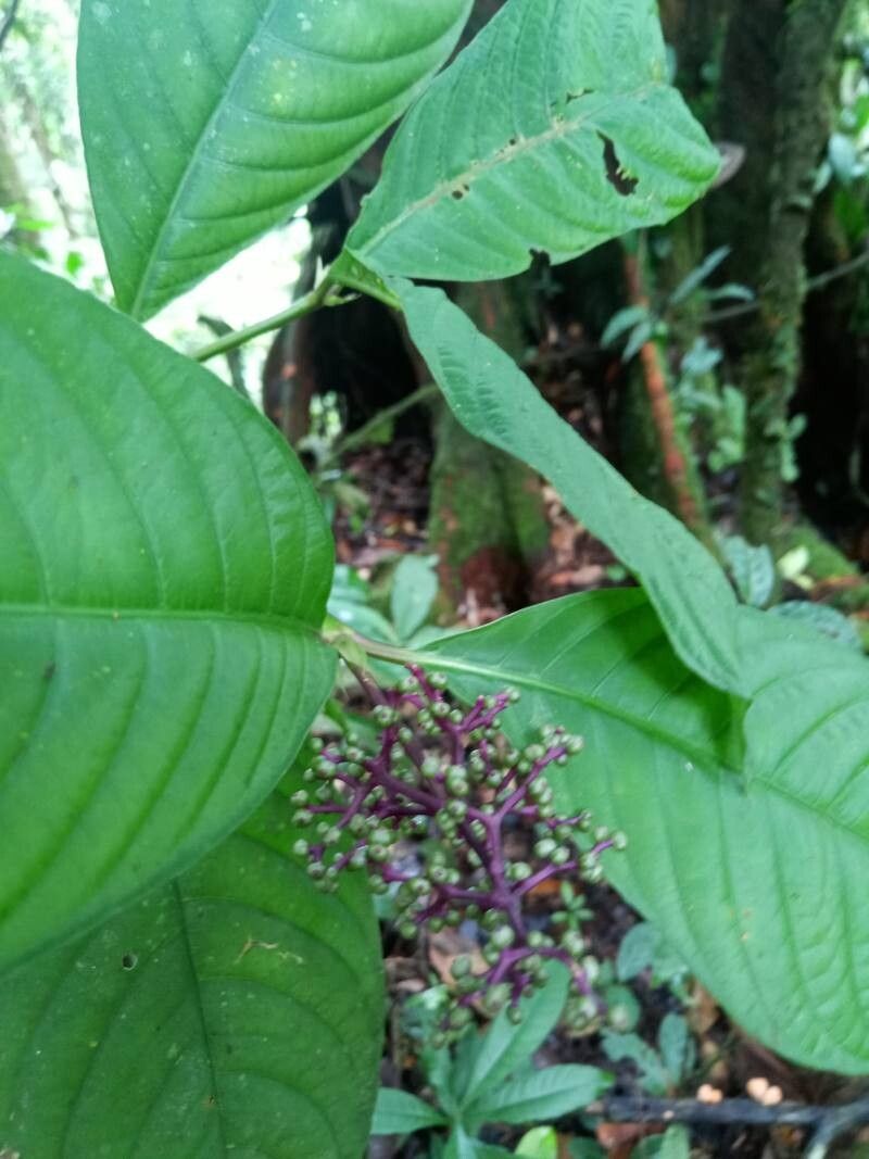 Palicourea microbotrys fruit